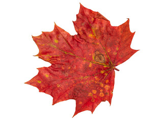 autumn maple leaves