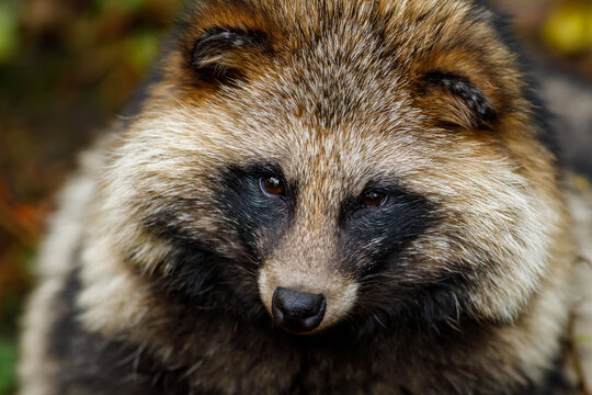 A Raccoon Dog in the forest	
