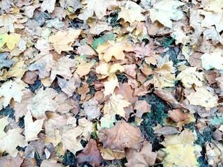 background of shavings