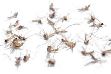 Dead Mosquito Isolated On White
