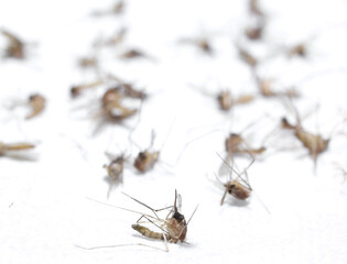 Obraz premium Dead Mosquito Isolated On White