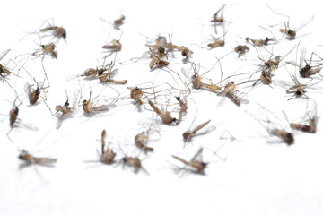 Dead Mosquito Isolated On White