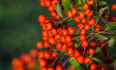 Bright yellow autumn berries of a pyracantha bush. Garden plant