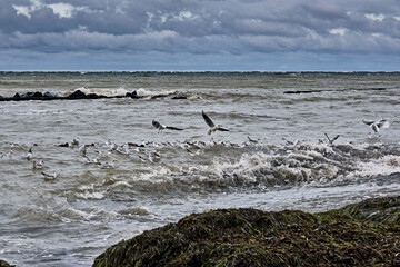 Lachmöwen ( Chroicocephalus ridibundus ) in stürmischer See am Steinstrand