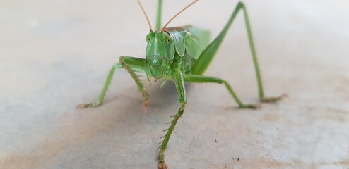 praying mantis on the ground