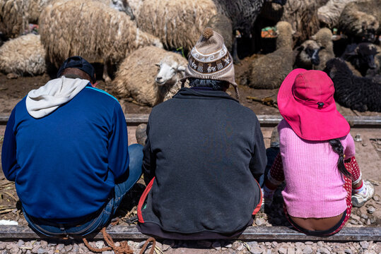 Bolivian Farmers With Their Sheep On The Street