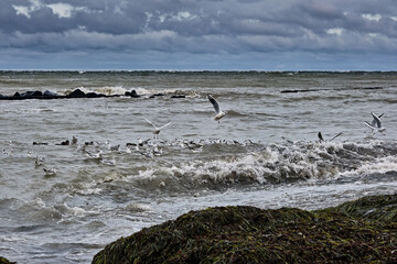 Lachmöwen ( Chroicocephalus ridibundus ) in stürmischer See am Steinstrand