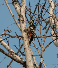 A large spotted woodpecker is sitting on a birch tree.