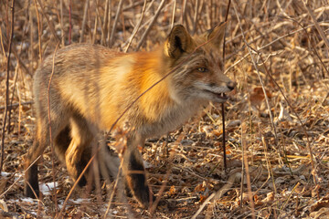The aggressive fox looks threatening and prepares to attack.