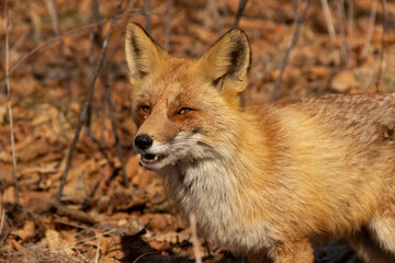 Naklejka na ściany i meble The aggressive fox looks threatening and prepares to attack.