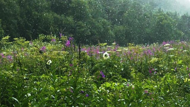 Heavy rain is falling over the colorful lush meadows of the forest foothills. Flowering of grasslands (forb meadow) in the middle of summer. Super slow motion 1000 fps.
