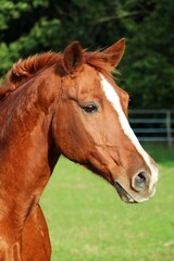 beautiful brown horse head portrait on the paddock