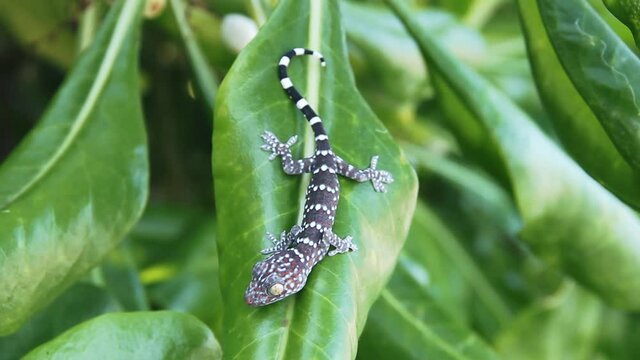 Gray-colored Toki Gecko (Gekko gecko) in Thailand. Close up
