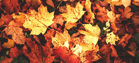 Background group autumn orange, red, yellow maple leaves. Outdoor.