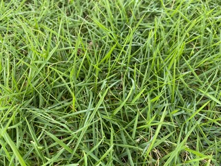 A bed of green blades of grass.