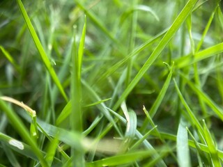 Closeup of green blades of grass.
