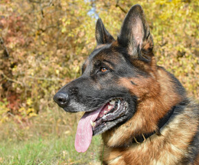 German shepherd lies in a wooded area, close-up, side view. Service dog,portrait.