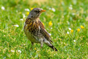 Fieldfare bird looking for food in the grass, between meadow flowers. Genus species Turdus pilaris. 