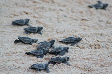 Fototapeta na wymiar Group of baby turtles at the beach.