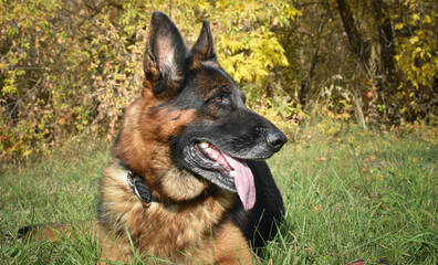 Service dog breed German shepherd lying on the grass, close-up.