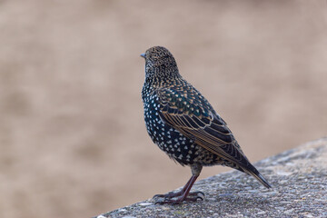 A common starling standing on a concrete wall by a sandy beach