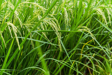 Close up view of rice field with soft sunrise light in the filed.