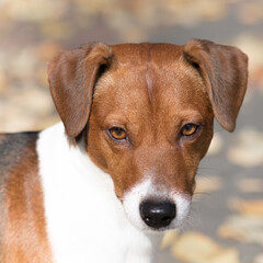 Thoroughbred Jack Russell Terrier bright color, close-up.