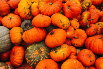 pumpkins on a market