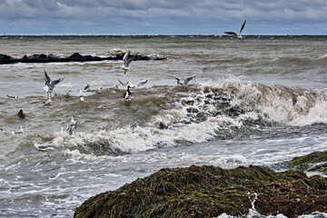 Lachmöwen ( Chroicocephalus ridibundus ) in stürmischer See am Steinstrand
