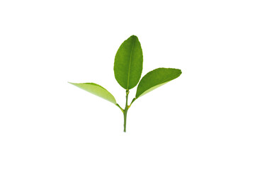 Lemon leaves isolated on a white background. Clipping path