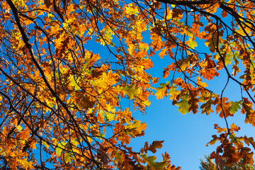 Branches of an old oak with yellow leaves against a blue sky, view from below. The natural backdrop of autumn leaves.