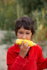 preschool boy in a red sweater eating an ear of sweet corn. Adorable Young Boy Eating Corn Outside