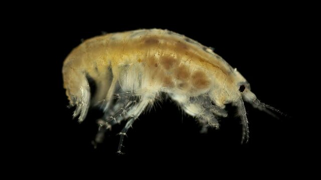 Crustacea Amphipoda under the microscope, possibly a family Micruropodidae, in the video is a female with embryos in a breast pouch. Sample found at Lake Baikal