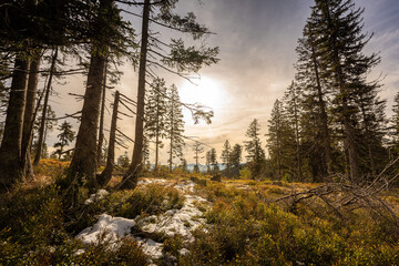 Wandern über kleinen Arber zum kleinen Arbersee und weiter zum großen Arber| Bayerischer Wald | Urlaub | Tourismus