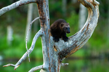 wolverine untouched nature of finland scandinavia europe