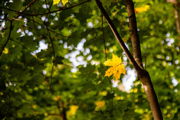 autumn maple leaf on a tree branch