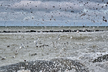 Lachmöwen ( Chroicocephalus ridibundus ) in stürmischer See am Steinstrand