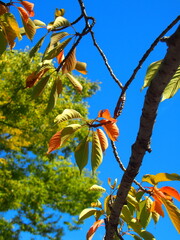 秋の朝日に当たる梢の桜の枯れ葉