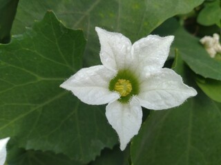 White Flower of Coccinia Grandis