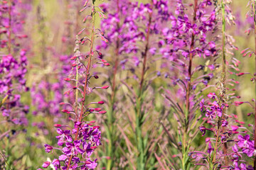 Obraz premium beautiful, natural, fresh, bright, multi-colored, purple, pink flowers, cypress, green grass and plants in the meadow in summer