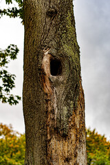 Dziura w drzewie. - obrazy, fototapety, plakaty