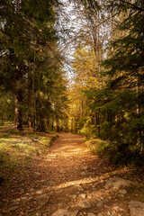 Fototapeta premium Wandern über kleinen Arber zum kleinen Arbersee und weiter zum großen Arber| Bayerischer Wald | Urlaub | Tourismus