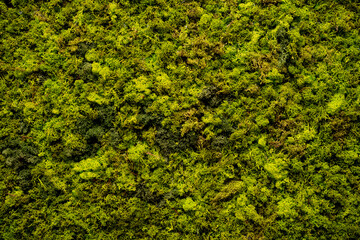 Fototapeta premium Mech leśny - runo w lesie, zieleń, roślina