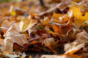 autumn maple leaves lie on the ground
