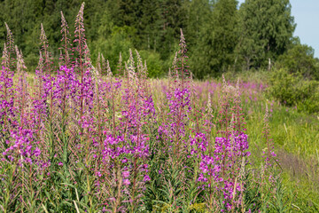 beautiful, natural, fresh, bright, multi-colored, purple, pink flowers, cypress, green grass and plants in the meadow in summer
