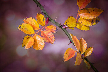 Obraz premium Detalle de hojas amarillas de zarza en otoño con fondo desenfocado color purpura