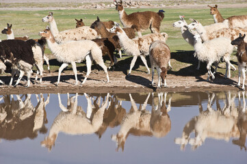 Llama herd reflecting in a pond, San Juan, Potosi, Bolivia