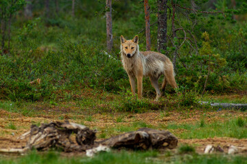 wolf untouched nature of finland scandinavia europe © francescodemarco