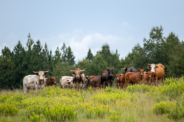 Naklejka na ściany i meble Nguni Cattle standing in a field