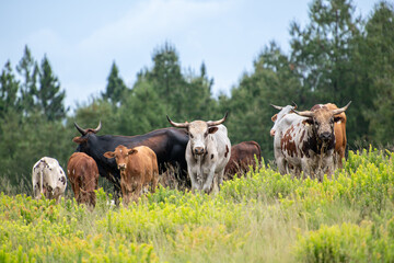 Nguni Cattle standing in a field